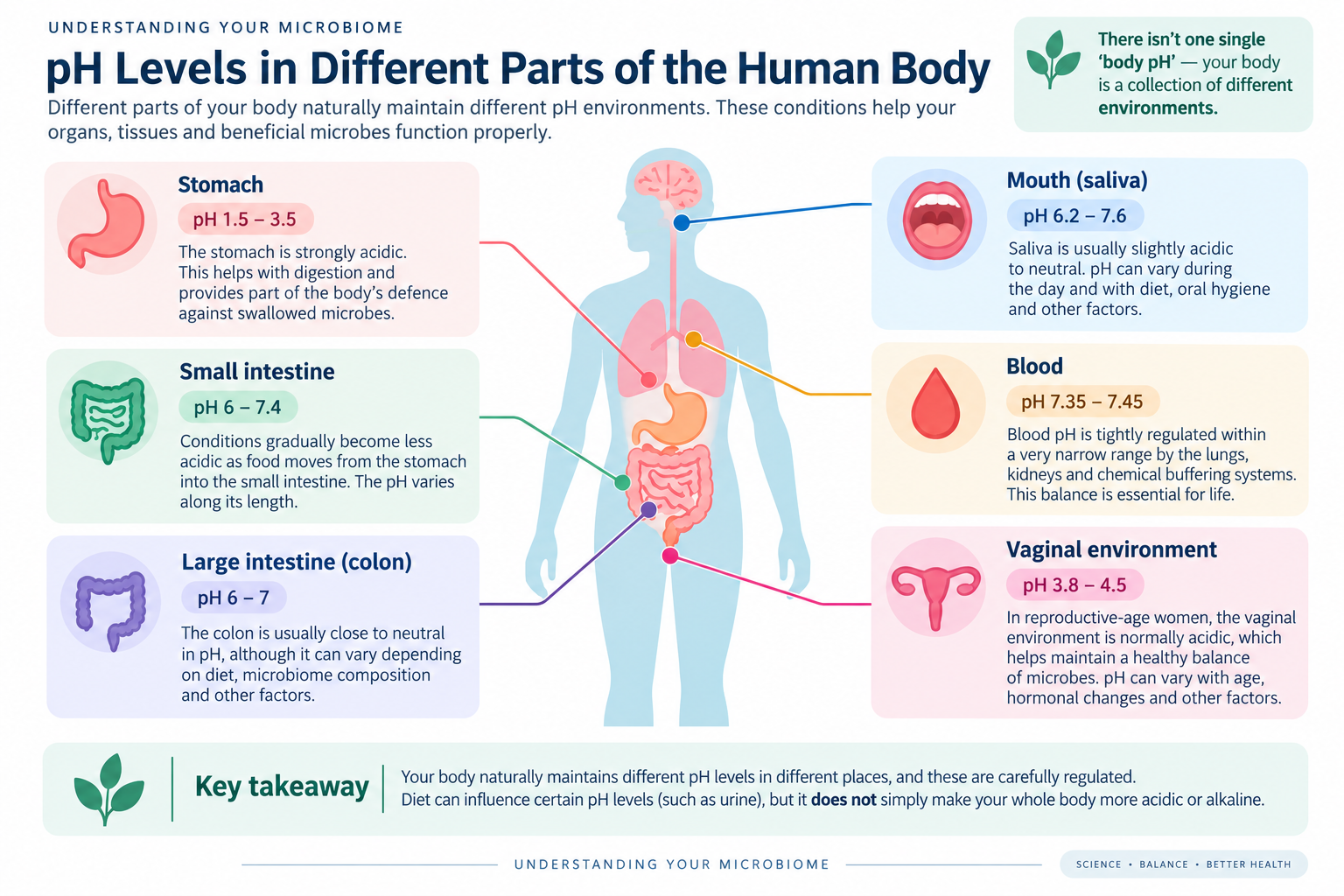 Diagram showing how pH levels vary across different parts of the human body