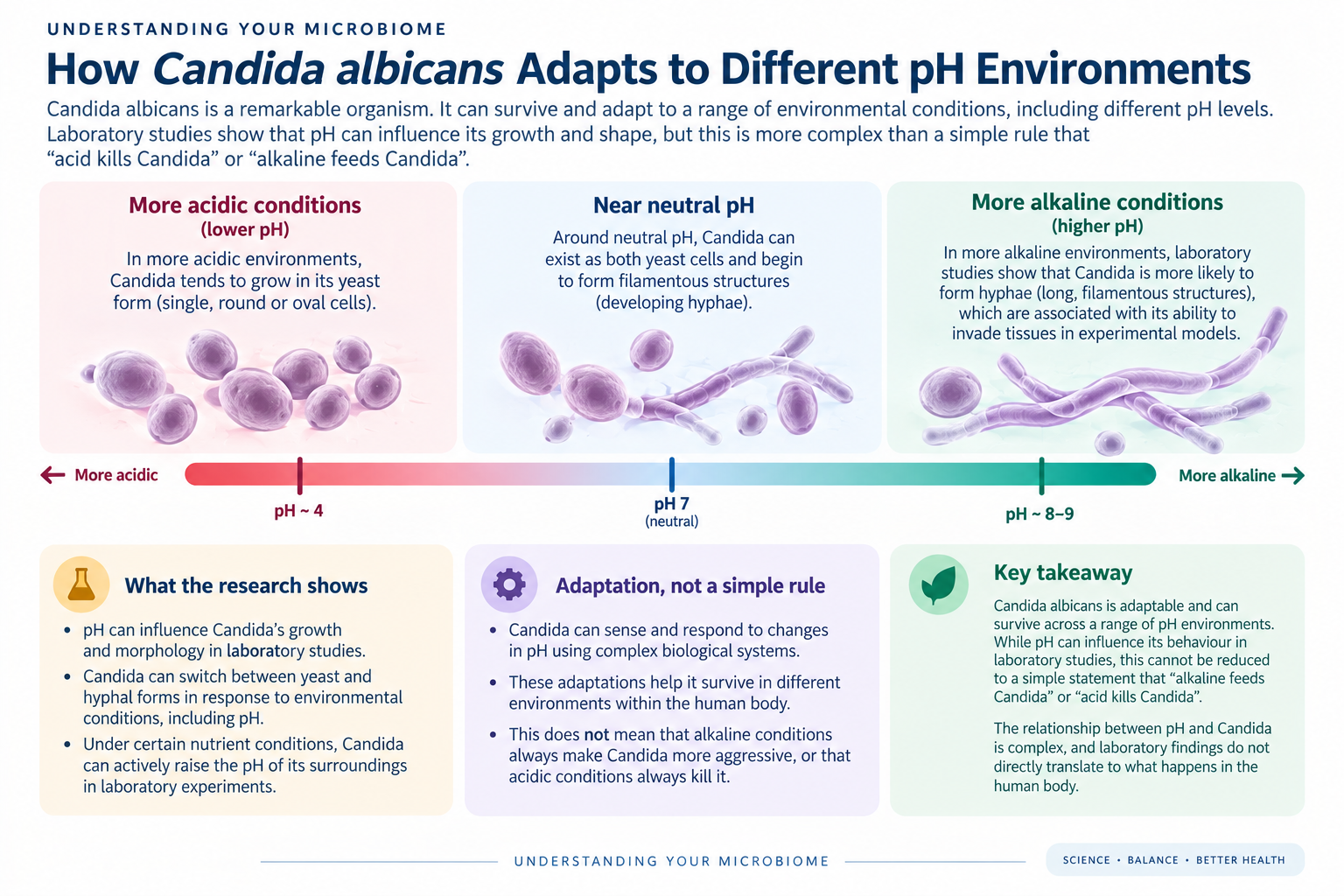 Illustration showing how Candida albicans responds and adapts to different pH environments